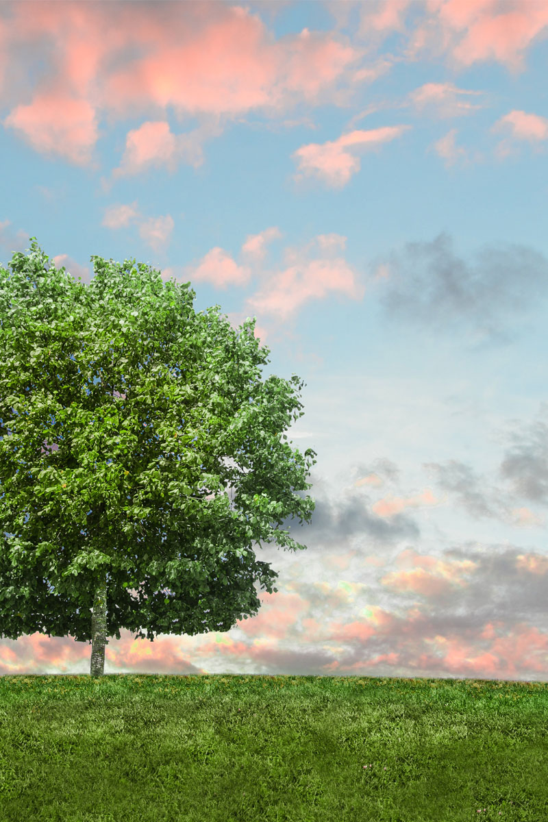 Baum_hochkant